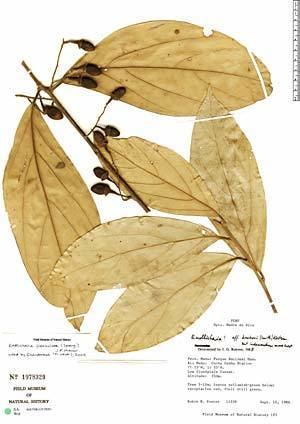 Endlicheria Neotropical Herbarium Specimens