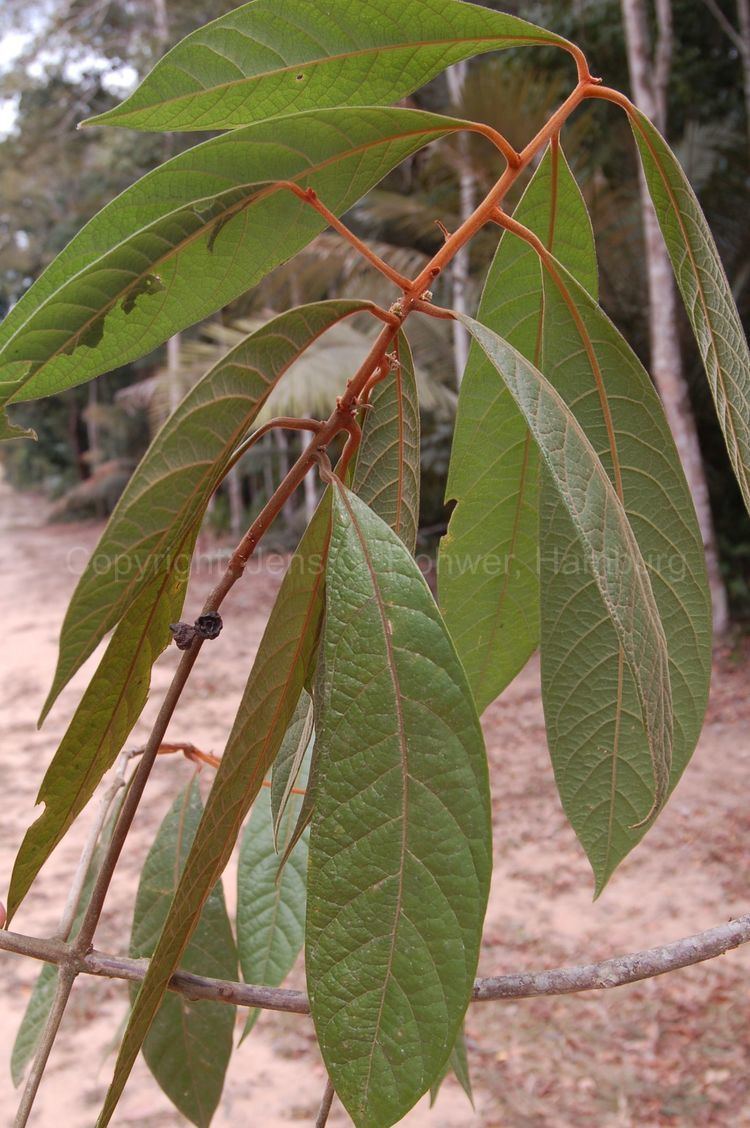 Endlicheria Lauraceae taxonomy Lauraceae