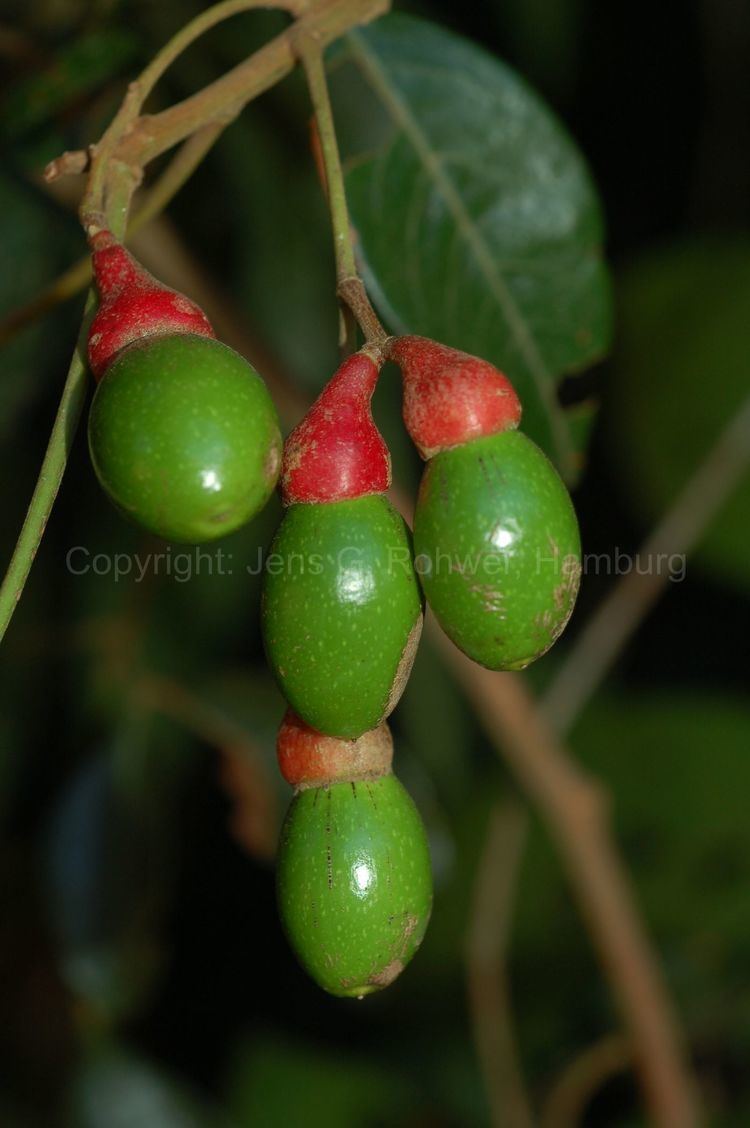 Endlicheria Lauraceae taxonomy Lauraceae