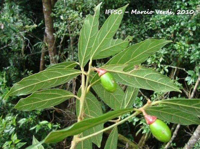 Endlicheria Flora Digital do Rio Grande do Sul e de Santa Catarina Endlicheria