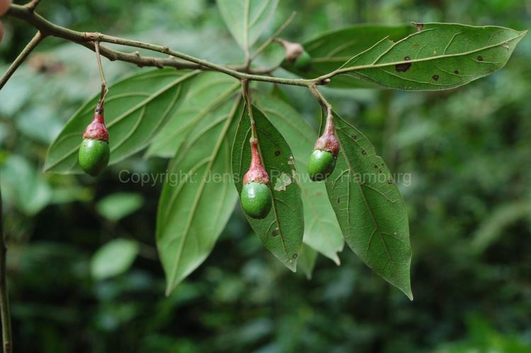 Endlicheria Lauraceae taxonomy Lauraceae