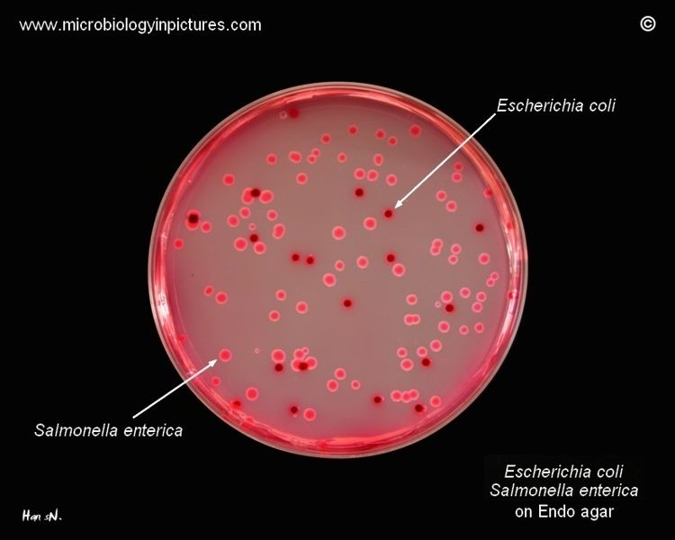 Endo agar Ecoli and Salmonella enterica on Endo agar