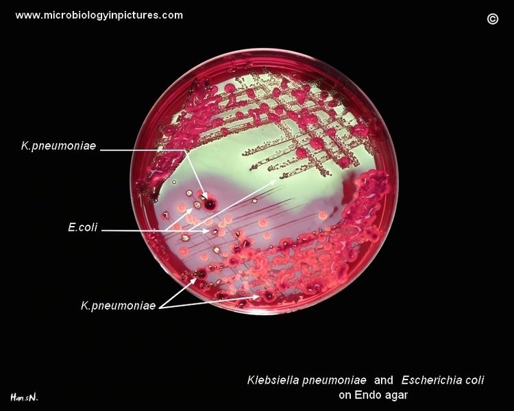 Endo agar wwwmicrobiologyinpicturescombacteriaphotoskle