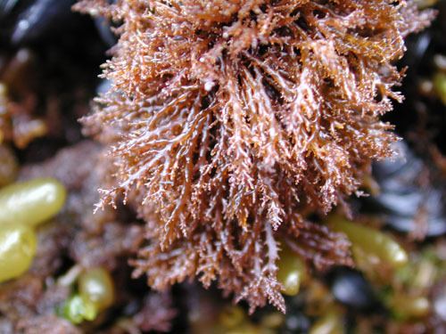 Endocladia muricata Seaweeds of Alaska