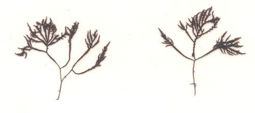 Endocladia muricata Seaweeds of Alaska