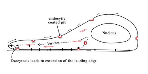 Endocytic cycle