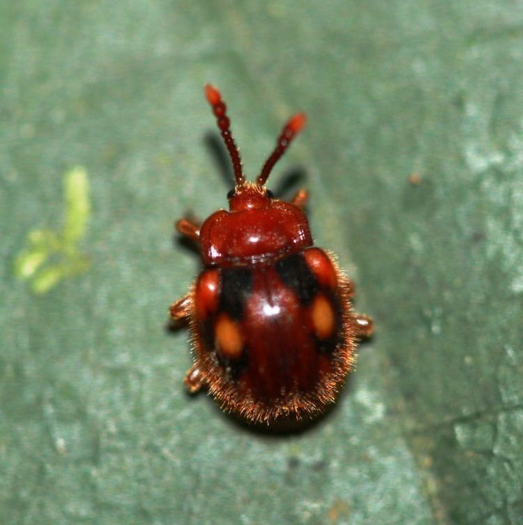Endomychidae Classification Beetles of Borneo