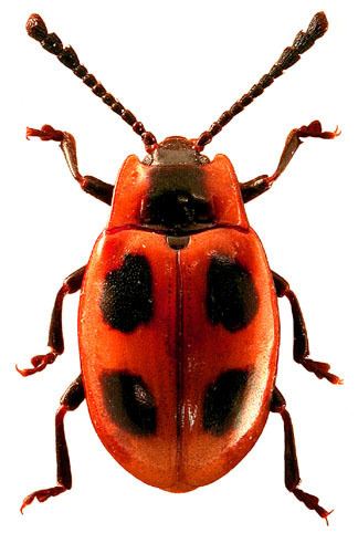 Endomychus coccineus Endomychus coccineus Linnaeus 1758