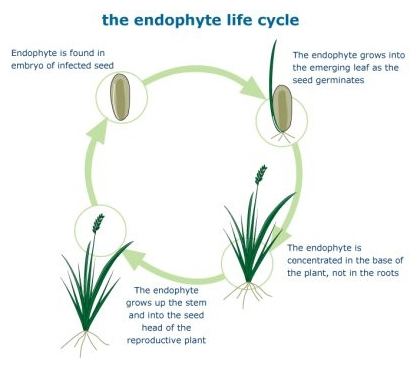 Endophyte wwwgrasslanzcomPortals0scienceimagesendophy