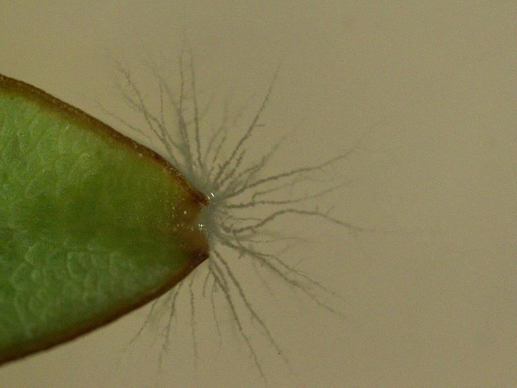 Endophyte BillsEndophytesKabatiellajpg