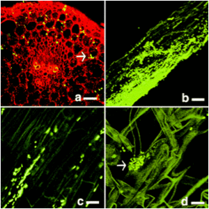 Endophyte Plant endophyte MicrobeWiki