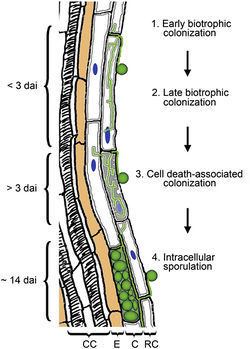 Endophyte Fungal Endophytes Drought Tolerance in Plants MicrobeWiki