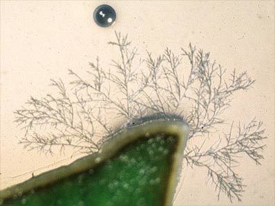 Endophyte Mycology Endophytes in General