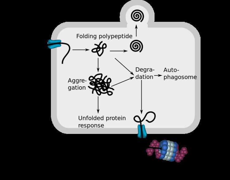 Endoplasmic-reticulum-associated protein degradation