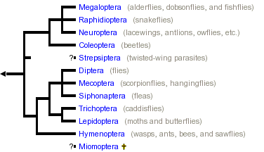 Endopterygota Endopterygota