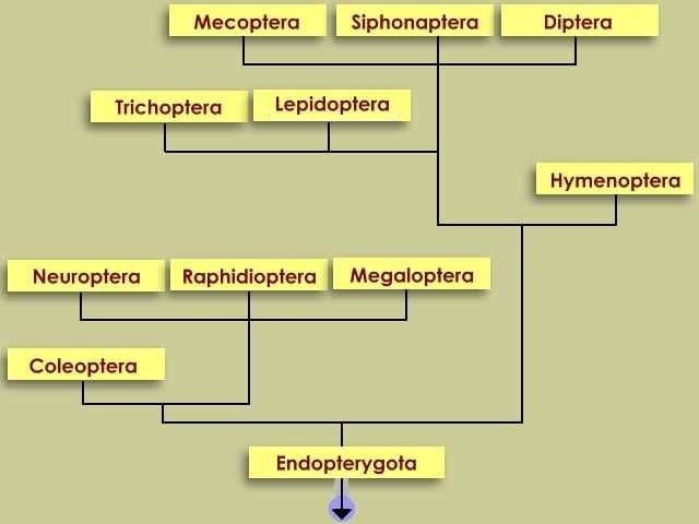 Endopterygota Natural History Collections Endopterygota