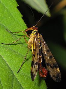 Endopterygota httpsuploadwikimediaorgwikipediacommonsthu