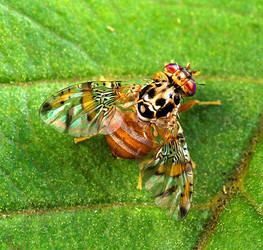 Endopterygota Endopterygota