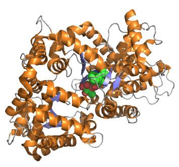 Endothelin converting enzyme 1