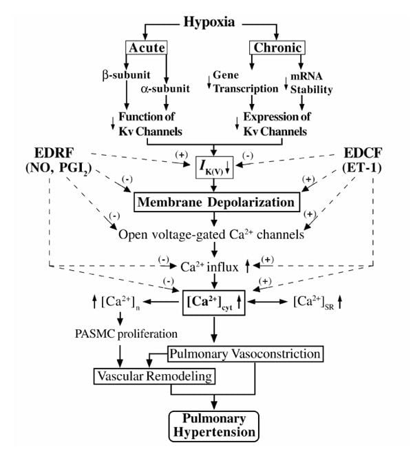 Endothelium-derived relaxing factor httpswwwresearchgatenetprofileJasonYuanpu