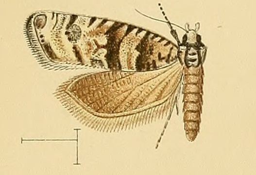Endothenia pauperculana