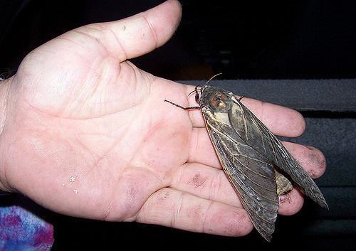 Endoxyla (moth) Endoxyla formerly 39Xyleutes39 cinereus39 2007 Mudgee Flickr