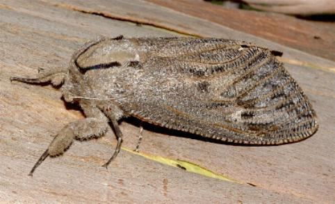 Endoxyla (moth) Endoxyla mackeri