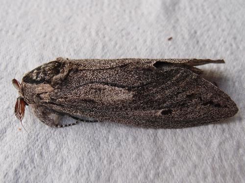 Endoxyla (moth) Endoxyla macleayi