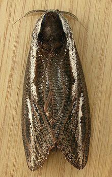 Endoxyla (moth) Endoxyla leucomochla Wikipedia