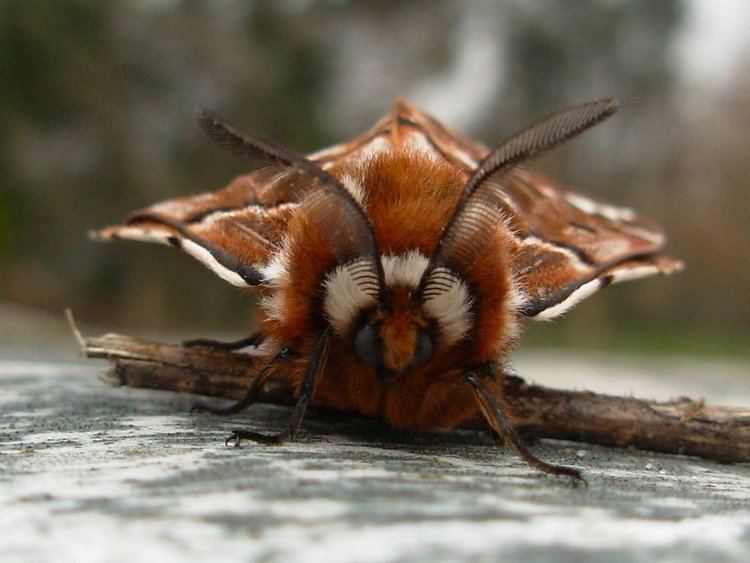 Endromis versicolora Kentish Glory Endromis versicolora Norfolk Moths The macro and