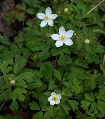 Enemion biternatum Online Virtual Flora of Wisconsin Enemion biternatum