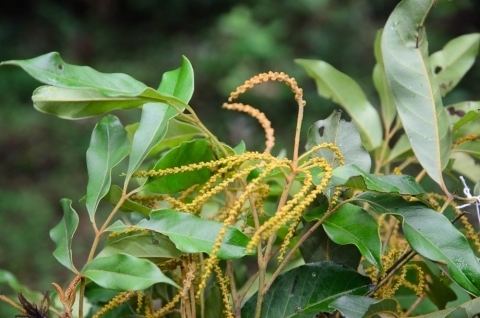 Engelhardia Engelhardia roxburghiana Useful Tropical Plants