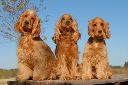 English Cocker Spaniel Alchetron The Free Social Encyclopedia