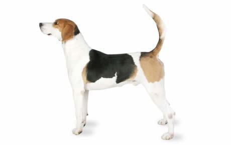 English Foxhound English Foxhound Dog Breed Information Pictures Characteristics