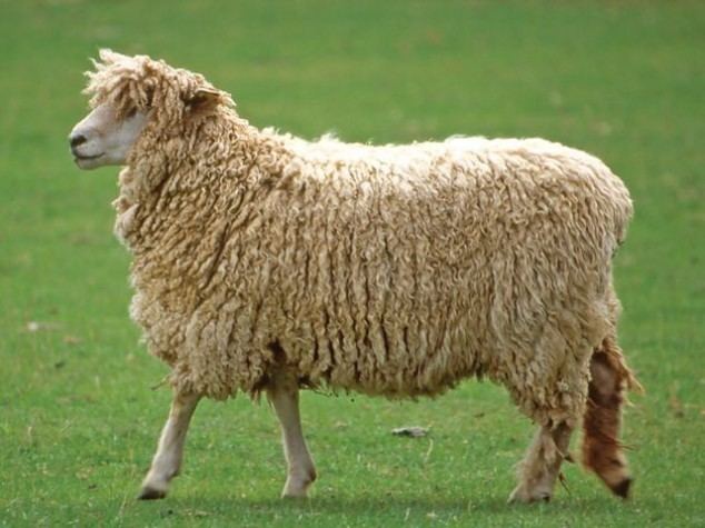 English Leicester sheep - Alchetron, the free social encyclopedia
