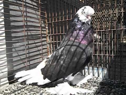 English Long-Faced Tumbler English Long Face tumbler pigeon YouTube