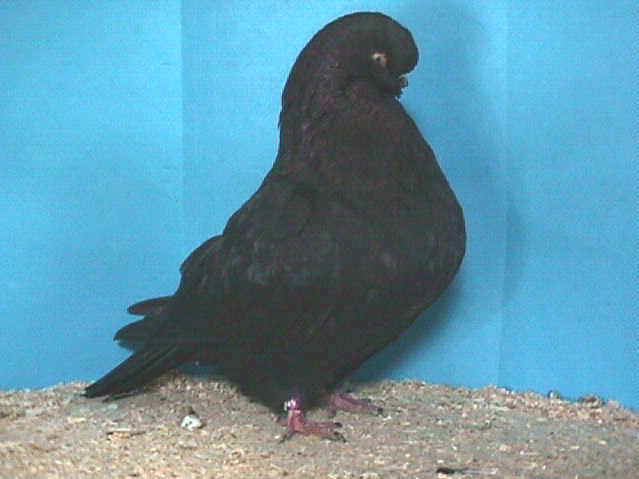 English Long-Faced Tumbler Roma Fancy Pigeon Lofts