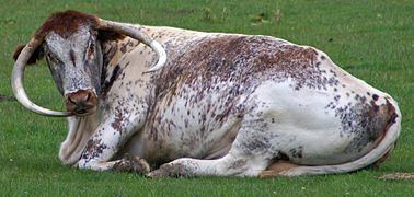 English Longhorn English Longhorn Wikipedia