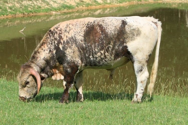 English Longhorn Bayshore Kennel and Farm Farm English Longhorn Cattle