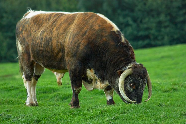 English Longhorn Brindle English longhorn bull Natural History