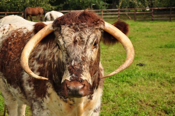 English Longhorn English Longhorn Cattle