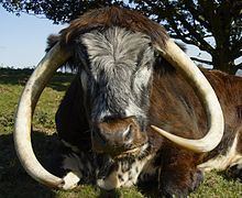 English Longhorn httpsuploadwikimediaorgwikipediacommonsthu