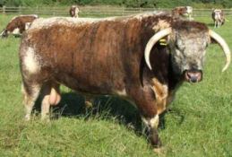English Longhorn Breeds English Longhorn The Cattle Site