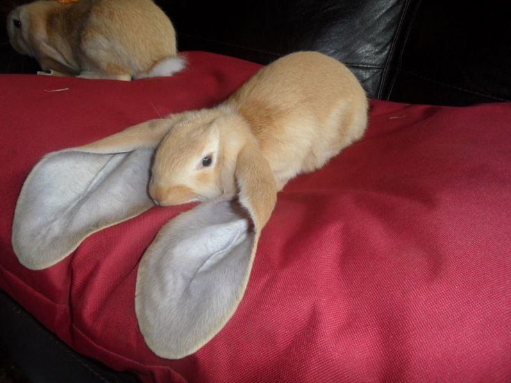 English Lop 1000 images about English lop rabbit on Pinterest Pets Look at
