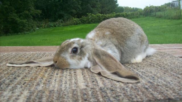 English Lop 1000 images about English Lop on Pinterest Look at Ears and Bunnies