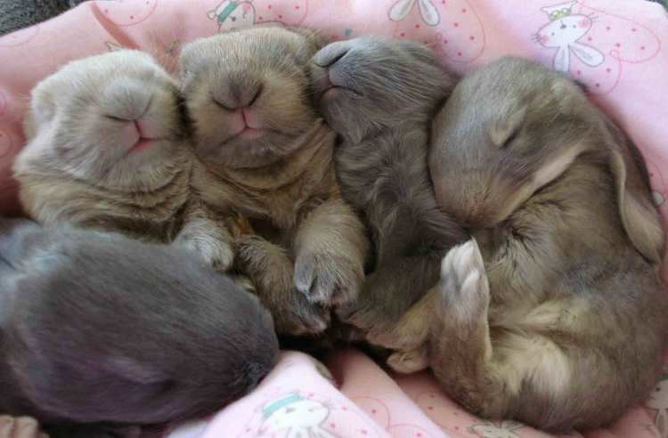 English Lop English Lop Rabbits at My Little Sweetie Rabbitry