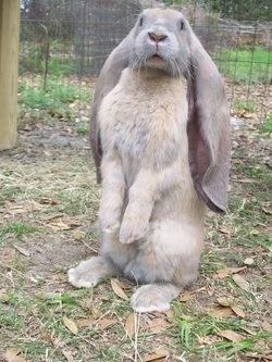 English Lop Pictures Patch of Heaven Rabbitry