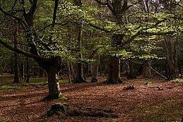 English Lowlands beech forests httpsuploadwikimediaorgwikipediacommonsthu