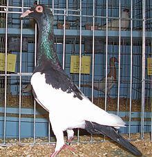 English Magpie pigeon httpsuploadwikimediaorgwikipediacommonsthu