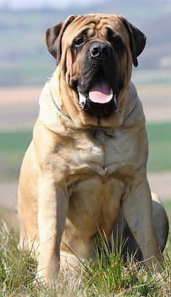 English Mastiff Old English Mastiffs What39s Good About 39Em What39s Bad About 39Em